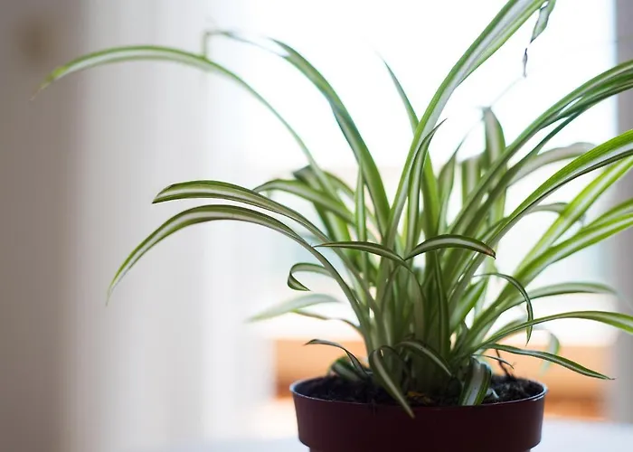 Privilege Of The Sea, 1st Line Carvajal Beach- 3rd Floor Апартаменты *